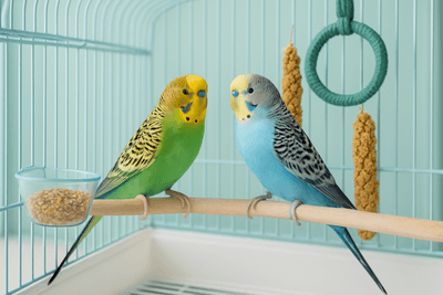 Wellensittiche artgerecht halten – Der komplette Ratgeber